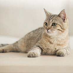 고양이의 건강한 피부와 털