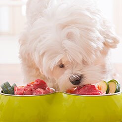 반려견 사료에서 순수고기가 제 1재료가 되는 것이 좋을까요?