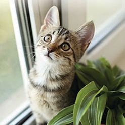 왜 고양이는 풀을 먹을까요?