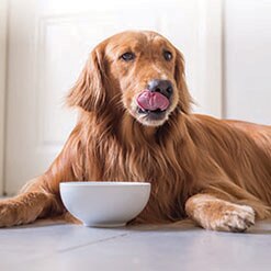 노령견용 사료는 언제 고려해야 할까요?