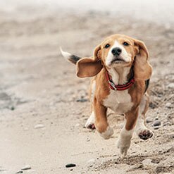 반려견 운동시키기