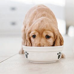 휴먼 그레이드 사료란 무엇일까요?