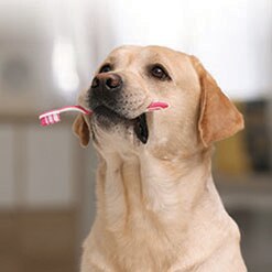 반려견 치아 건강의 기본