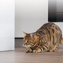 집고양이 VS 아프리카살쾡이 : 둘의 공통점은 무엇일까요?