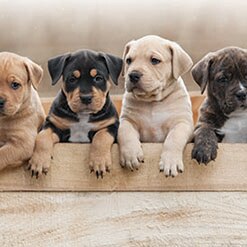 아기 강아지에게 필요한 영양성분