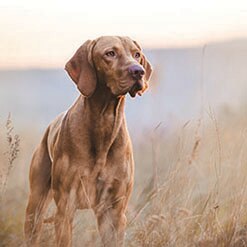 강아지를 훈련 시키는 5가지 팁