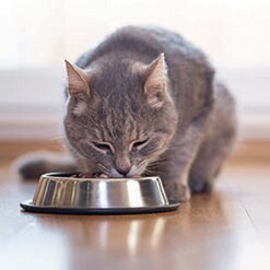 반려묘에게 습식사료가 필요 할까요?